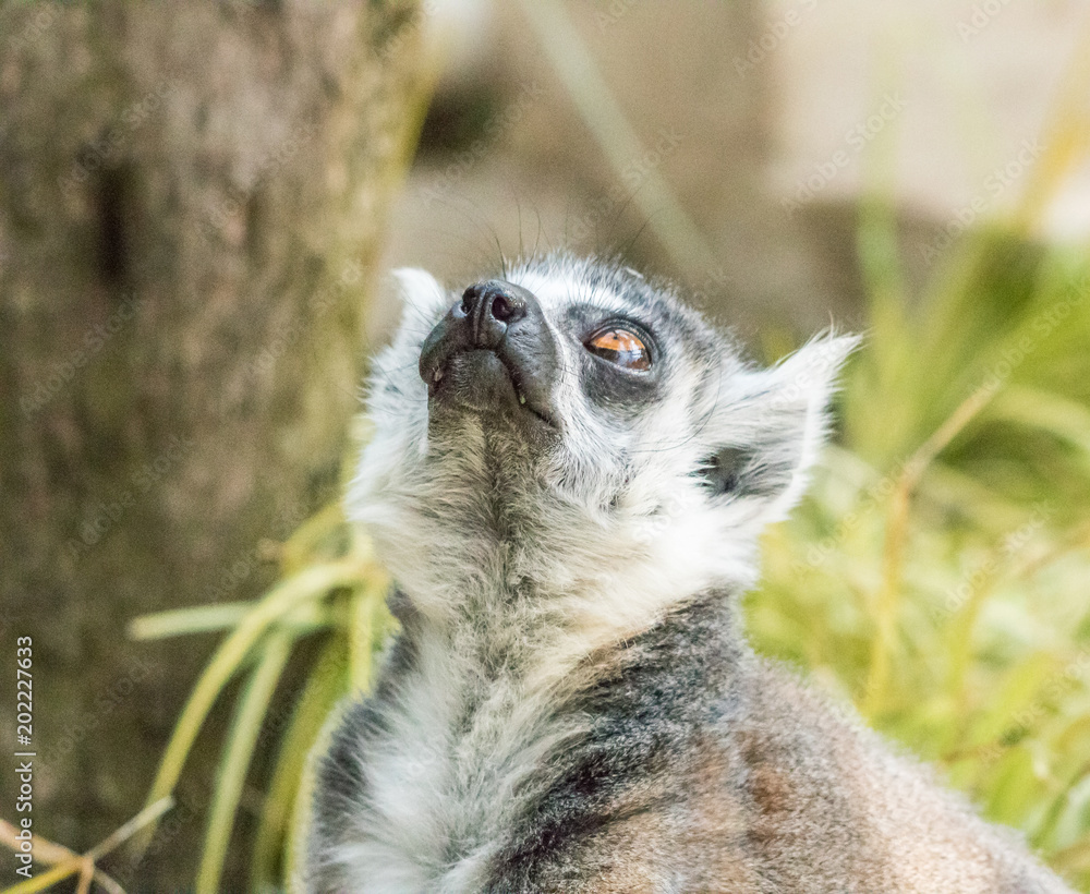 Fototapeta premium Lemur Looking Up