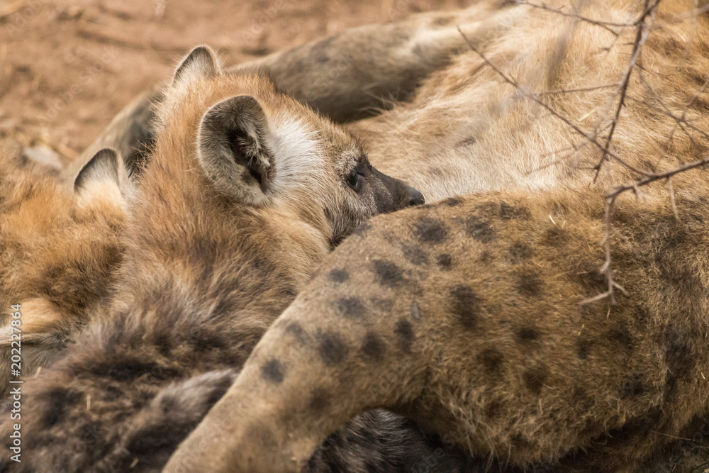 Obraz premium Hyena Pup Feeding