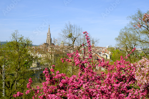 View to the old city of Berne, capital of switzerland, cherry blossom in front