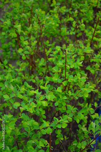Spiraea betulifolia, green hedge, leaves