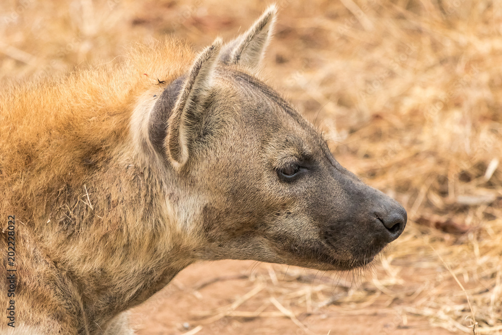 Fototapeta premium Hyena Listening