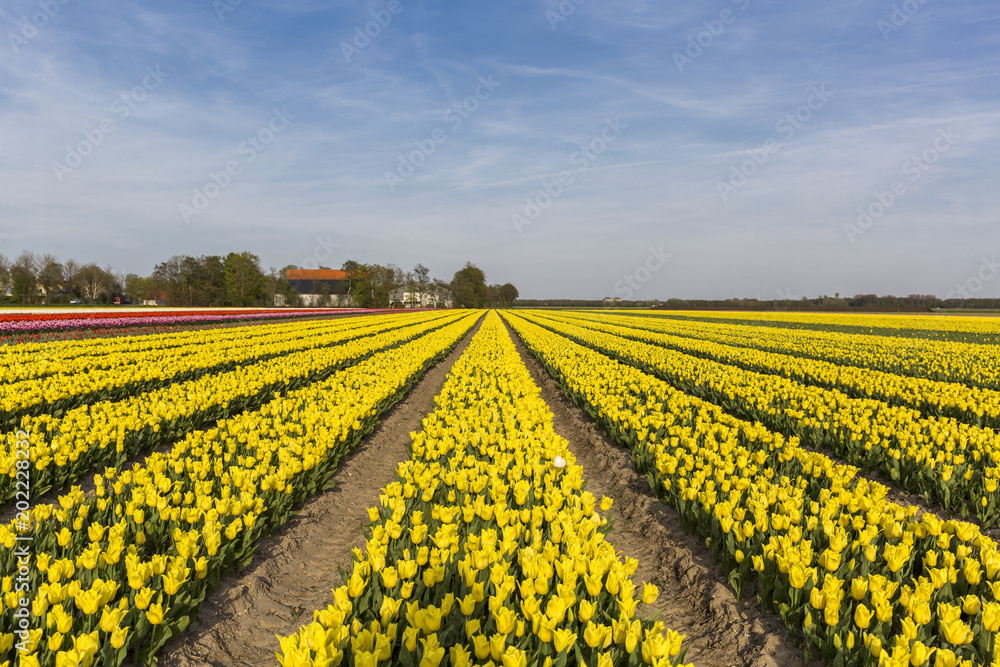 Yellow tulip field in the Noordoostpolder municipality, Flevoland