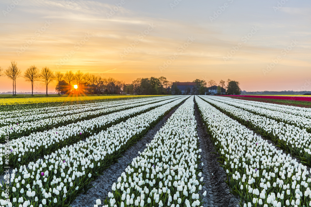 Sunrise over the white tulip field in the Noordoostpolder municipality, Flevoland