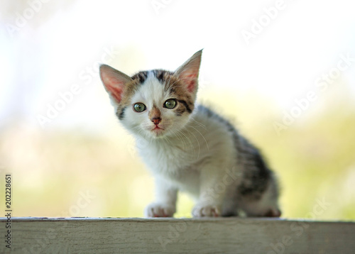 Portrait of small cute kitten on white outdoors