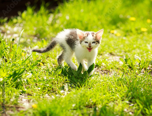 Playful little kitten in summer garden in grass