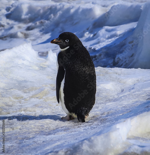 Adelie Penguin in Mcmurdo  Antarctica