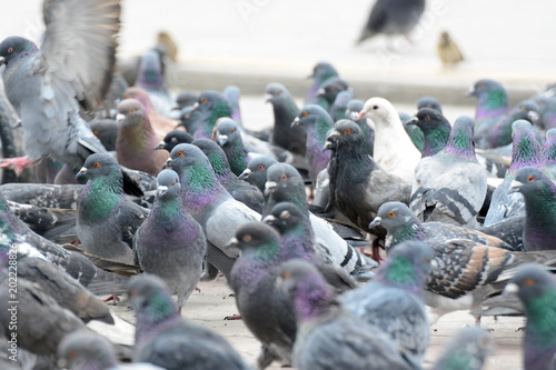 A flock of pigeons close-up. A lively movement among birds.