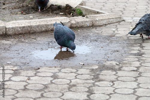 Pigeons drink water from a puddle in the park. photo