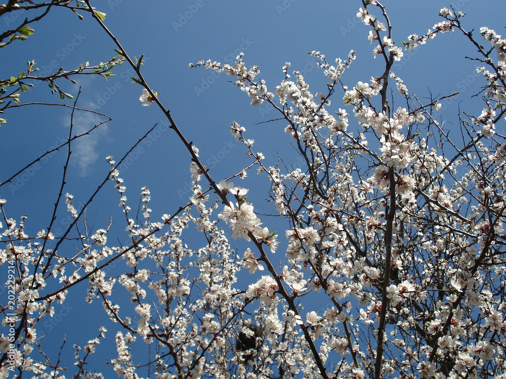 Flowers of apricot. Flowering apricot tree.