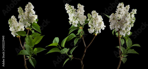 brightly glowing white lilac blossom flowers isolated on black, can be used as background