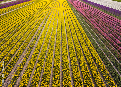 Aerial view of striped and colorful tulip field in the Noordoostpolder municipality, Flevoland