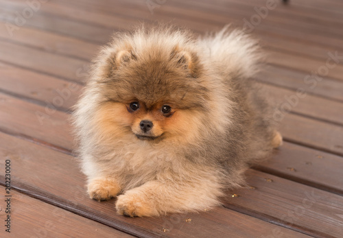 Pomeranian puppy