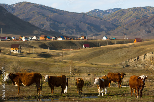 Cows grazing in the village at Altay mountains. photo
