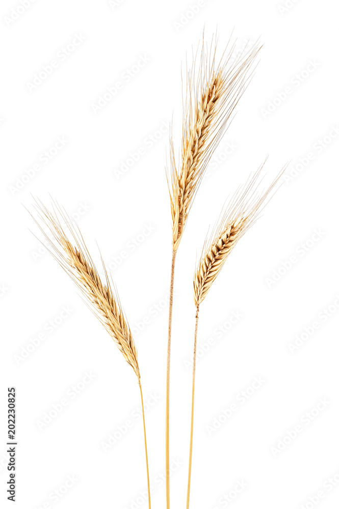 Ear of rye on a white background Ear of rye on a white background