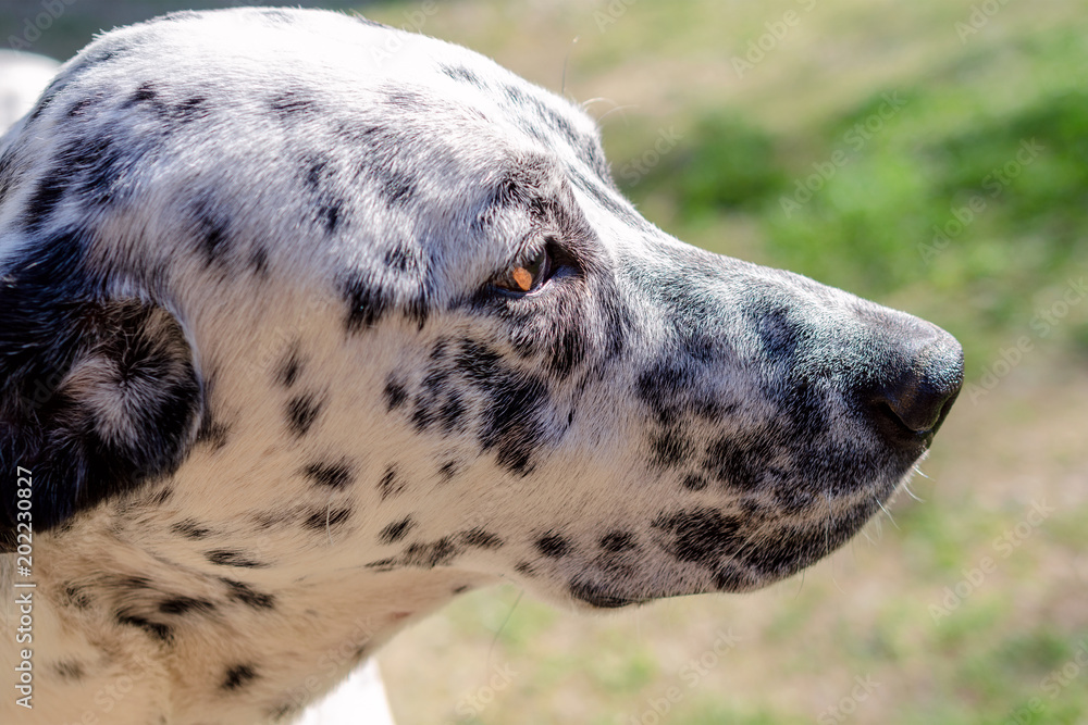 Muzzle of a dalmatian dog outside on green grass in yard. Portrait dog head. Outdoors. Horizontal. Muzzle of a dalmatian dog outside on green grass in yard. Portrait dog head. Outdoors. Horizontal.