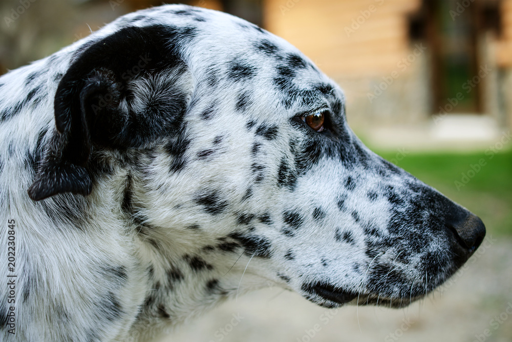 Muzzle of a dalmatian dog outside on green grass in yard. Portrait dog head. Outdoors. Horizontal.