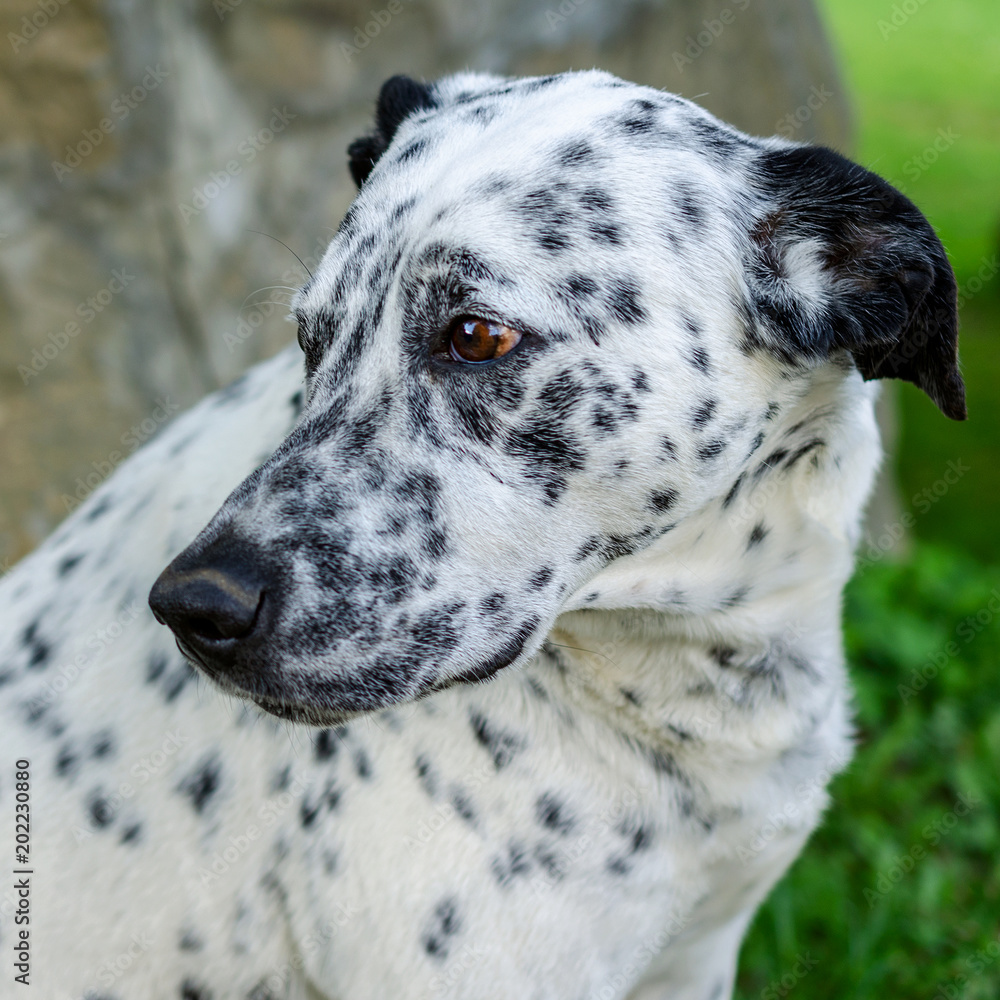 Muzzle of a dalmatian dog outside on green grass in yard. Portrait dog head. Outdoors. Square.