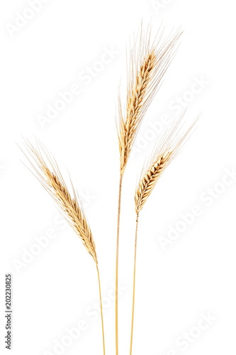 Ear of rye on a white background