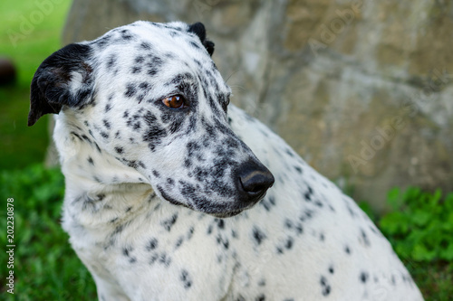 Muzzle of a dalmatian dog outside on green grass in yard. Portrait dog head. Outdoors. Horizontal.