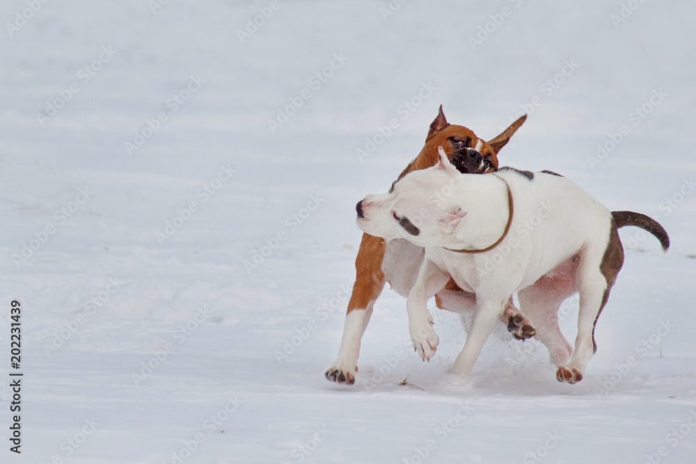 Two american staffordshire terrier puppys are playing on white snow. Pet animals.