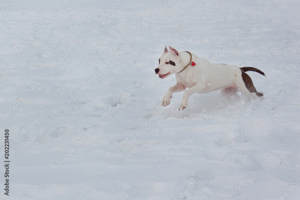American staffordshire terrier puppy is running on white snow. Pet animals.