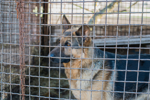 Purebred sheepdog in a cage.