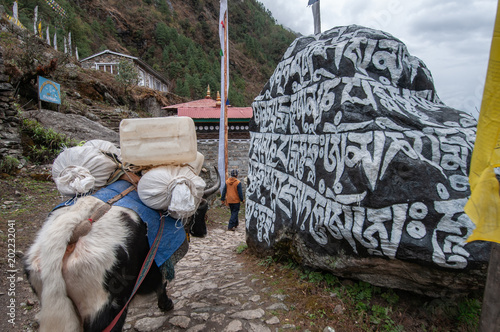 yak and mani stone on way to everest base camp nepal