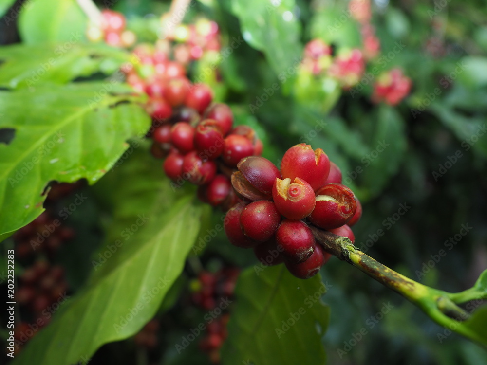 Fresh coffee seed in farm on mountain Fresh coffee seed in farm on mountain