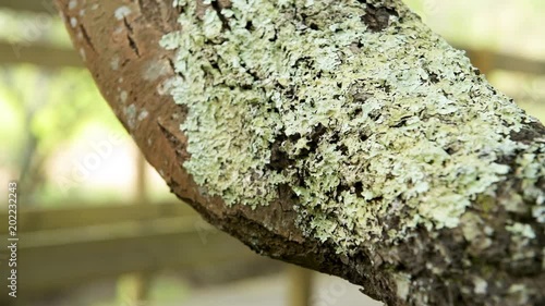 Lichens and moss on trees in Lagoas de Bertiandos natural park, Ponte de Lima - Portugal. photo