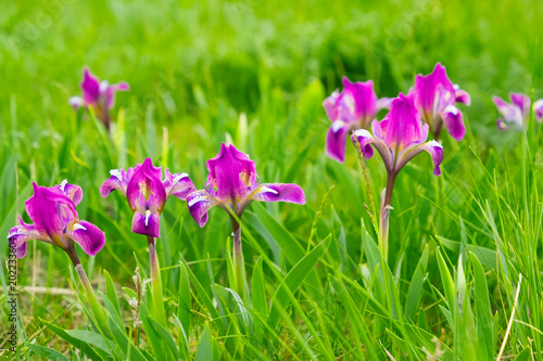  wild flowers irises on a bright green meadow in spring light mood