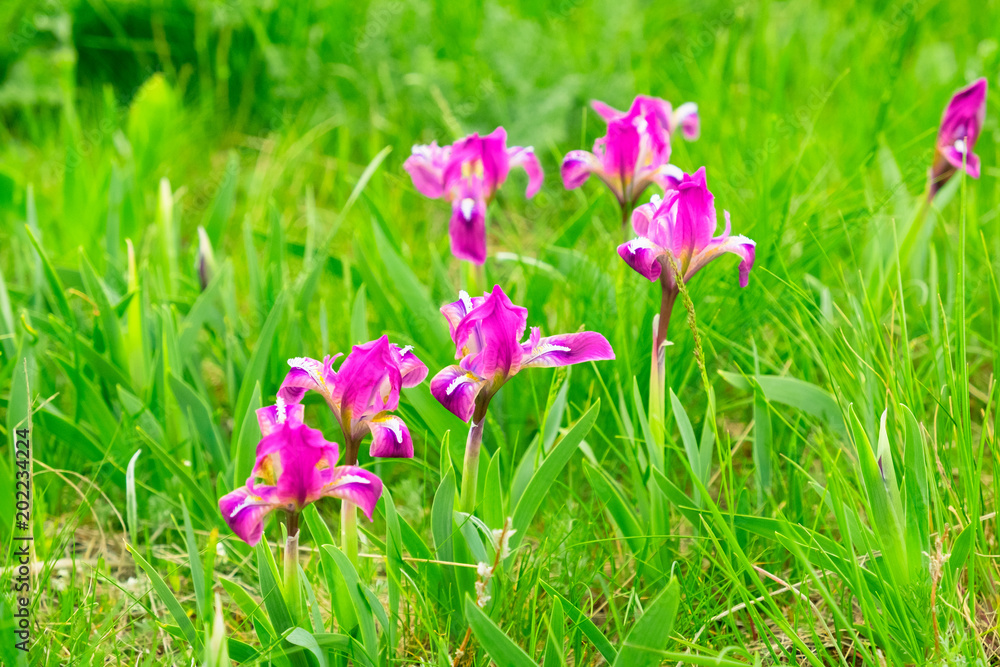 wild flowers irises on a bright green meadow in spring light mood wild flowers irises on a bright green meadow in spring light mood