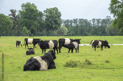 Belted Galloway cattle herd in lush green pasture.  