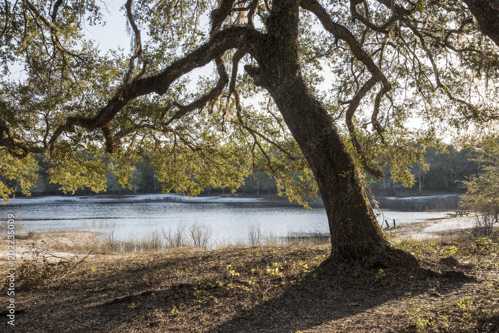 Spreading Live Oak trees at Indian Lake, Silver River Springs Forest, Florida Spreading Live Oak trees at Indian Lake, Silver River Springs Forest, Florida
