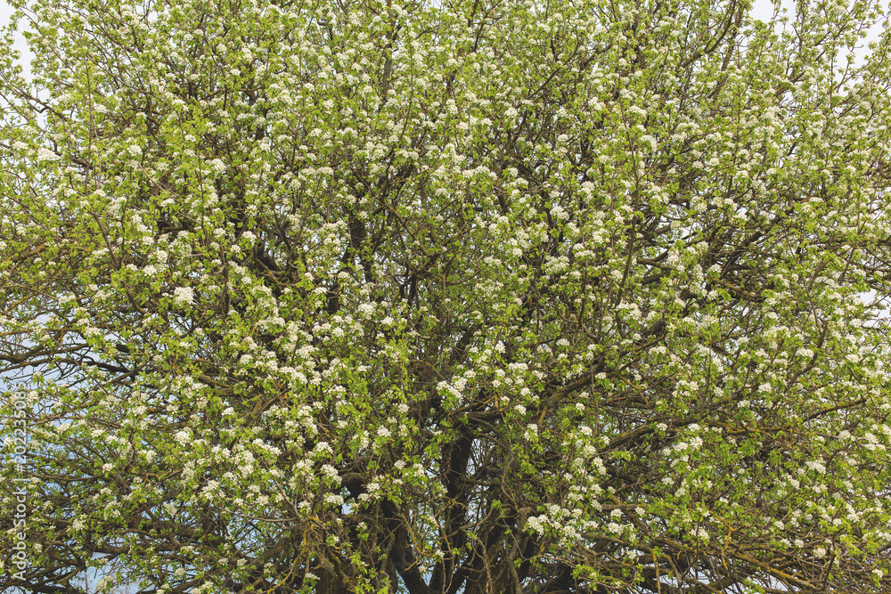 Blossoming tree in spring close-up Blossoming tree in spring close-up