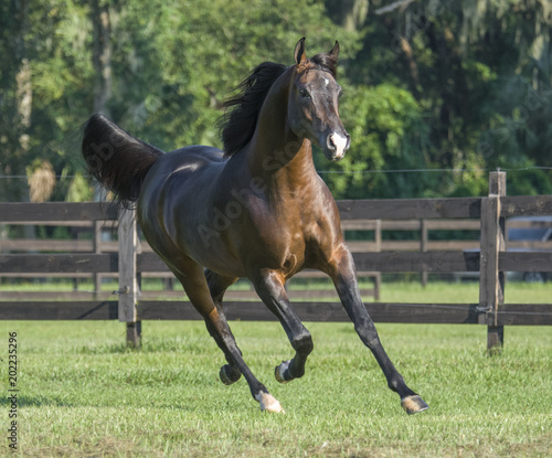 Arabian Horse stallion