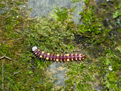 Polydesmus collaris, Yellow collared flat-backed millipede.