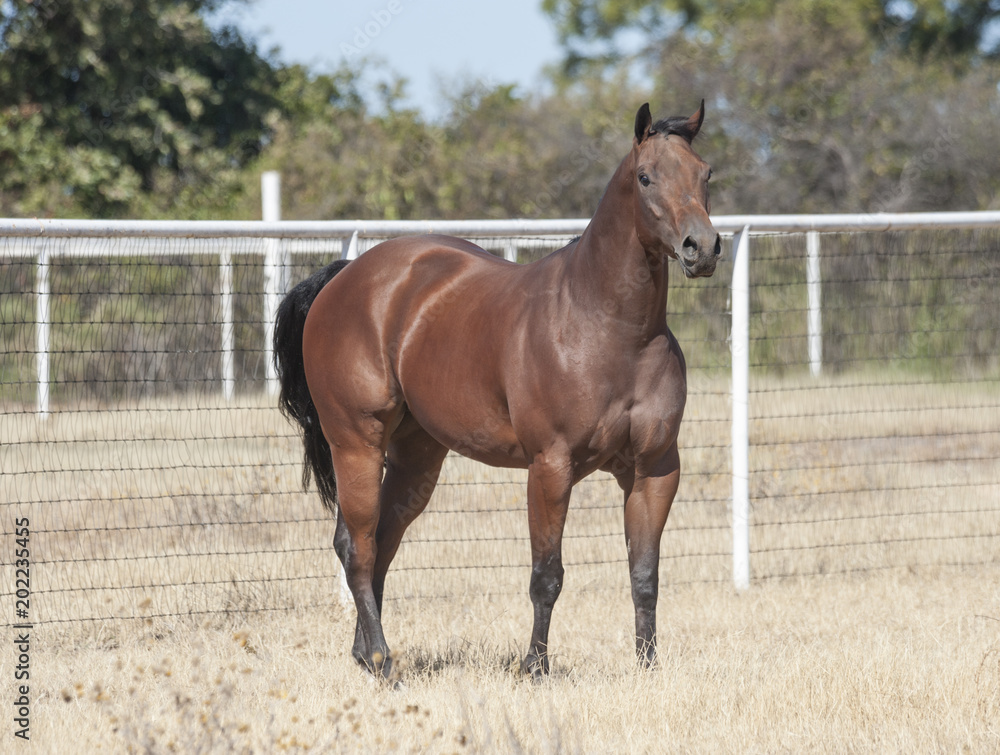 Dark bay Quarter Horse stallion Stock Photo Adobe Stock