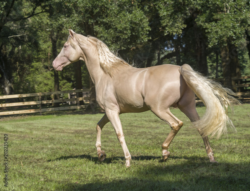 Obraz na płótnie Cremallo Morgan Horse stallion
