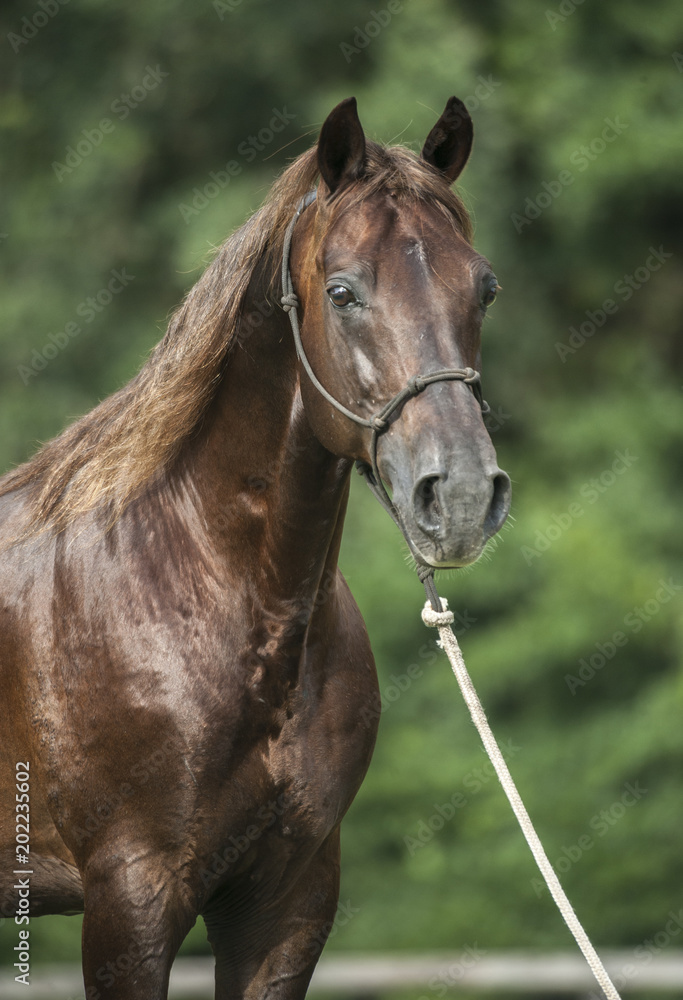 Fototapeta premium Missouri Fox Trotter stallion head