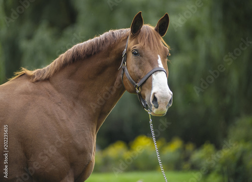 Oldenburg Warmblood gelding horse