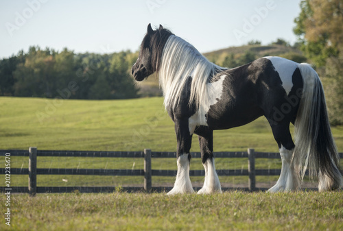 Photos Gypsy Vanner Horse stallion overlooking green paddocks