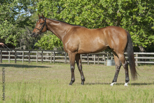 Canvastavla Thoroughbred Horse stallion