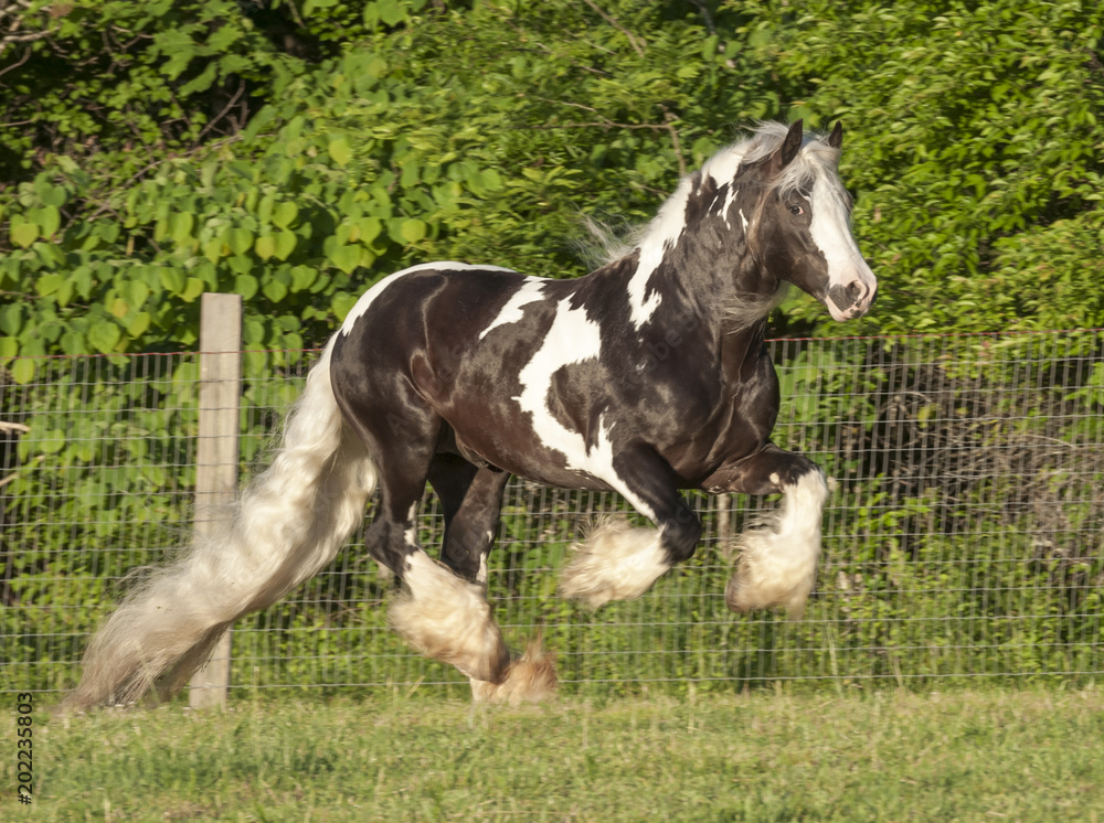 Gypsy Vanner Horse stallion gallops Gypsy Vanner Horse stallion gallops