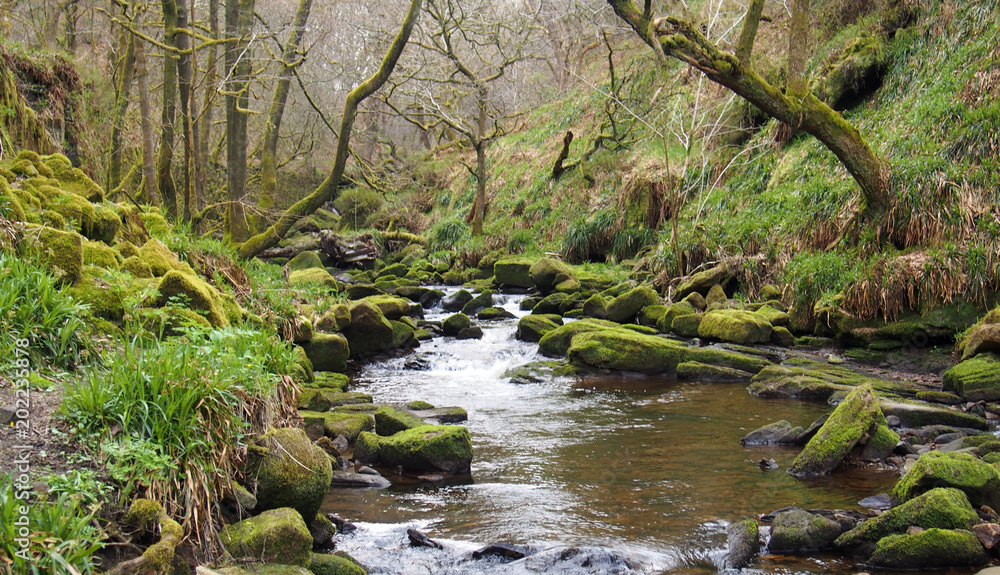 hillside stream running through mossy rocks and boulders with overhanging forest trees in dense woodland hillside stream running through mossy rocks and boulders with overhanging forest trees in dense woodland