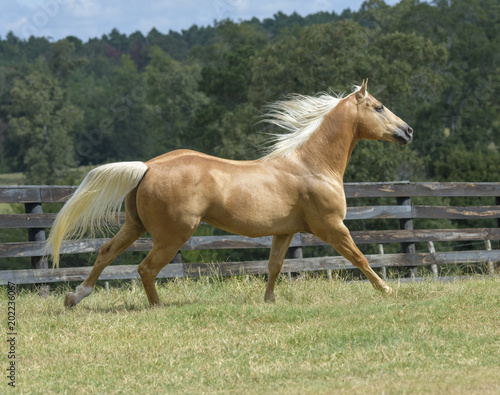 Принти на полотні Quarter Horse stallion in action