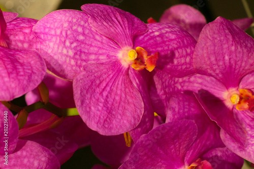 Flowers of pink hydrangeas close-up