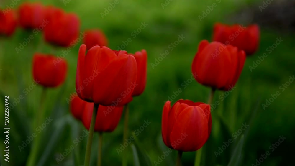 red tulips on green background red tulips on green background