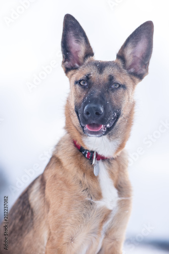 Dog exploring the winter wonderland and playing in the cold