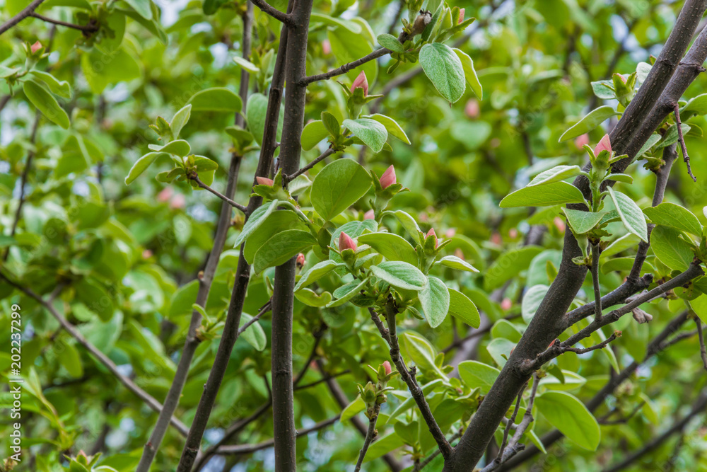 Fototapeta premium Flowering of quince