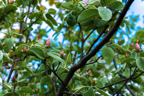 Flowering of quince